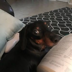 Meet your Posher, Bobby